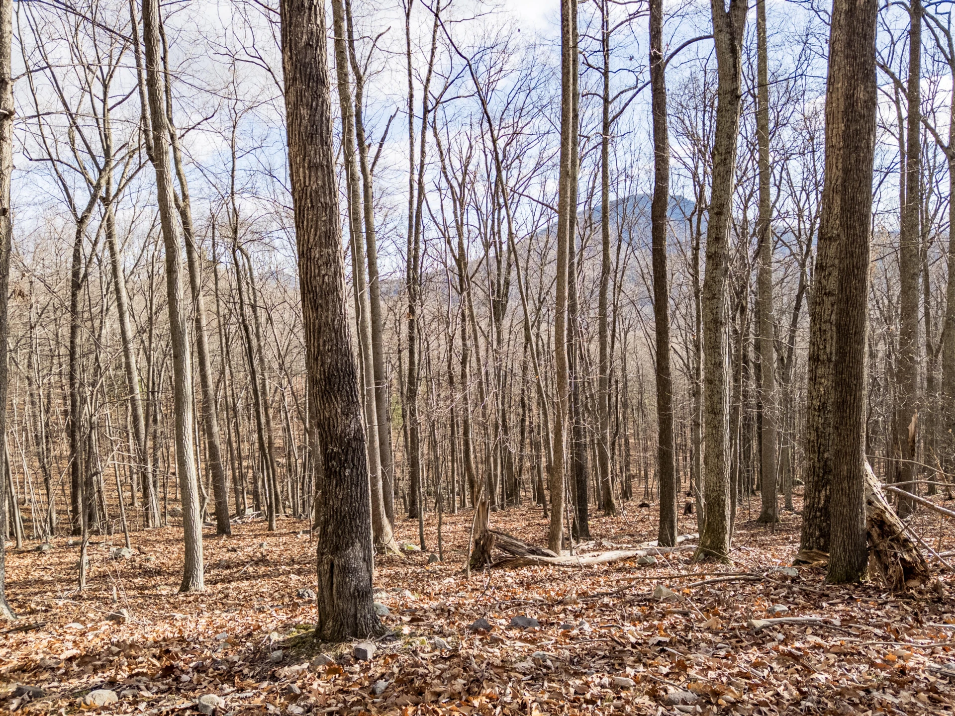 0 Honey Hollow Rd - Photo 14