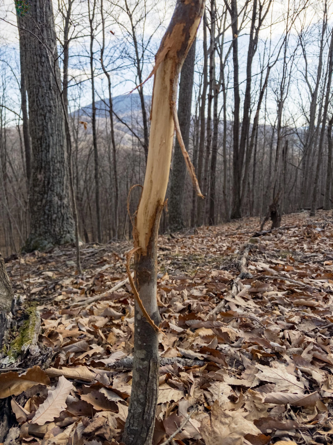 0 Honey Hollow Rd - Photo 25