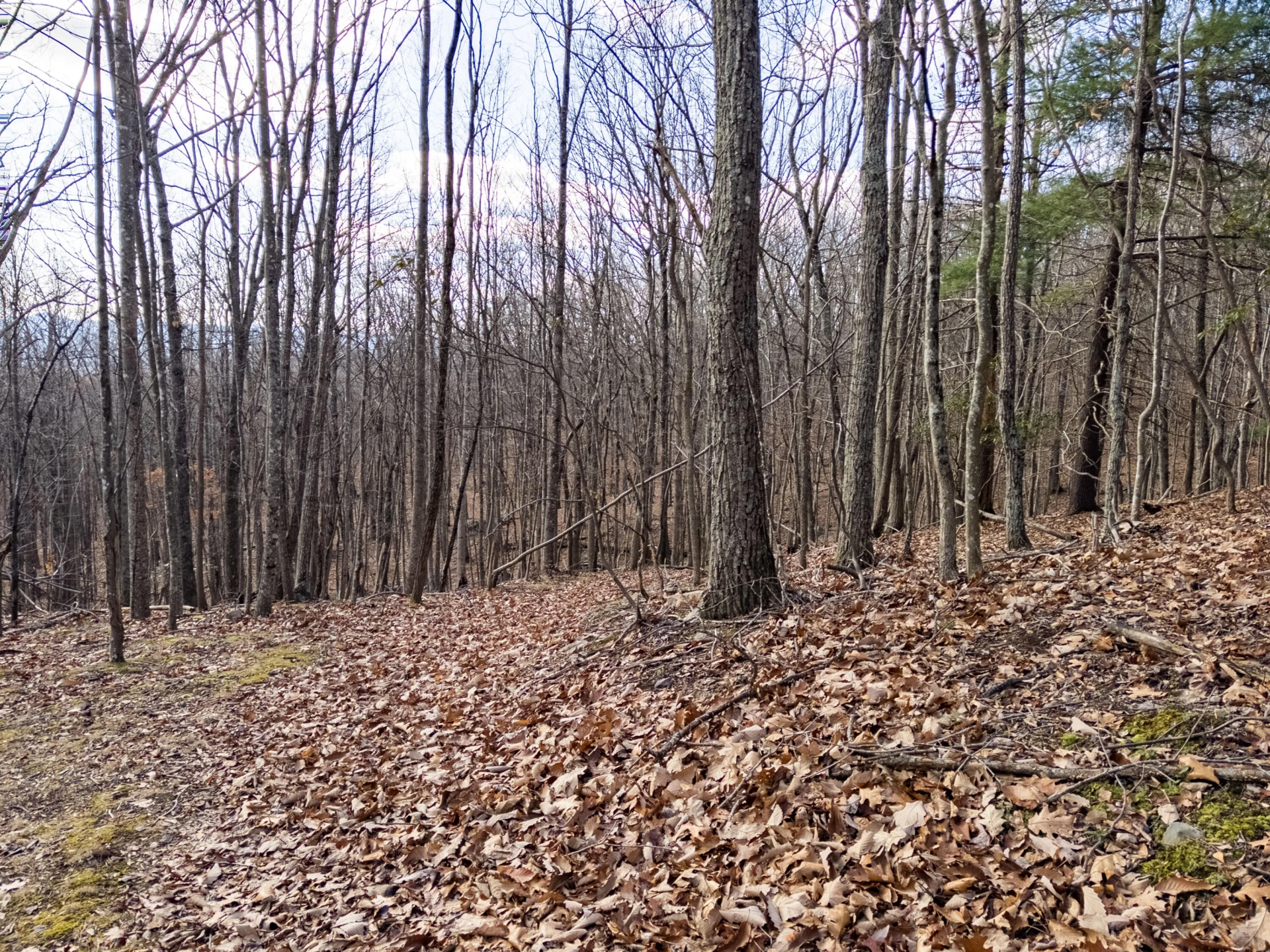 0 Honey Hollow Rd - Photo 6