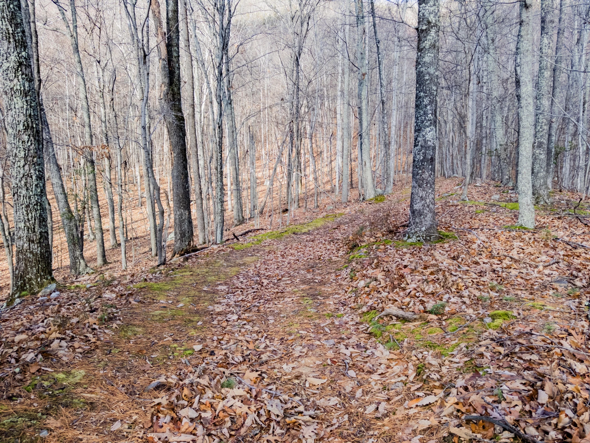 0 Honey Hollow Rd - Photo 8