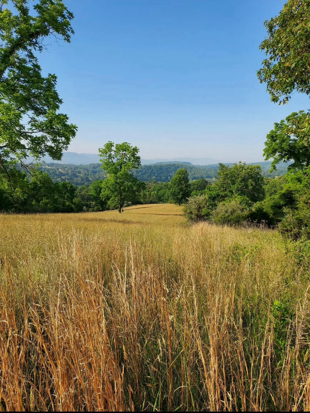 299 highland farm Rd - Photo 11
