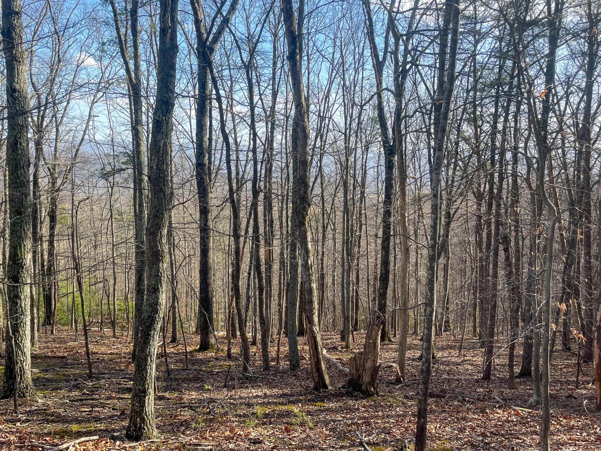 000 Short Hill Dr - Photo 5