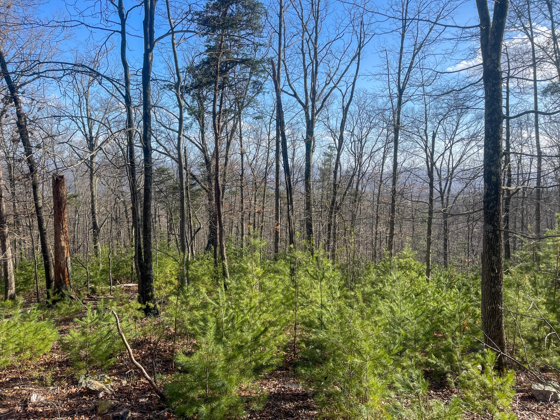 000 Short Hill Dr - Photo 8