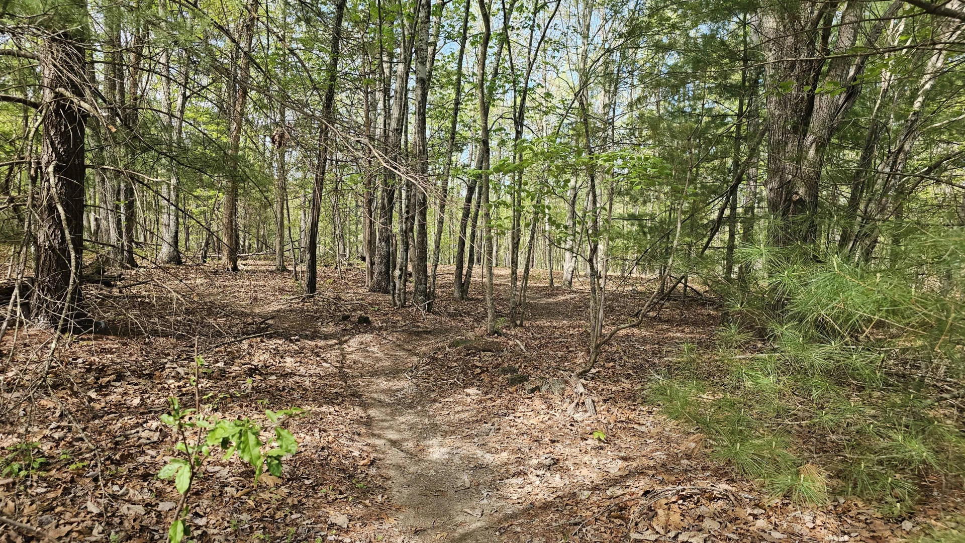 2.7 acres Elderberry Ln - Photo 2