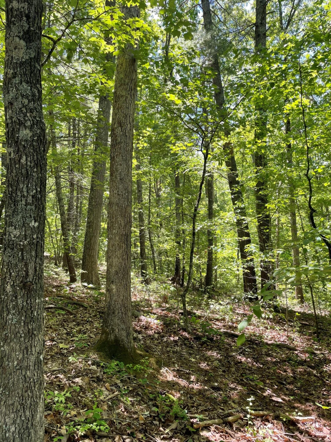 TBD The Knob Rd - Photo 3