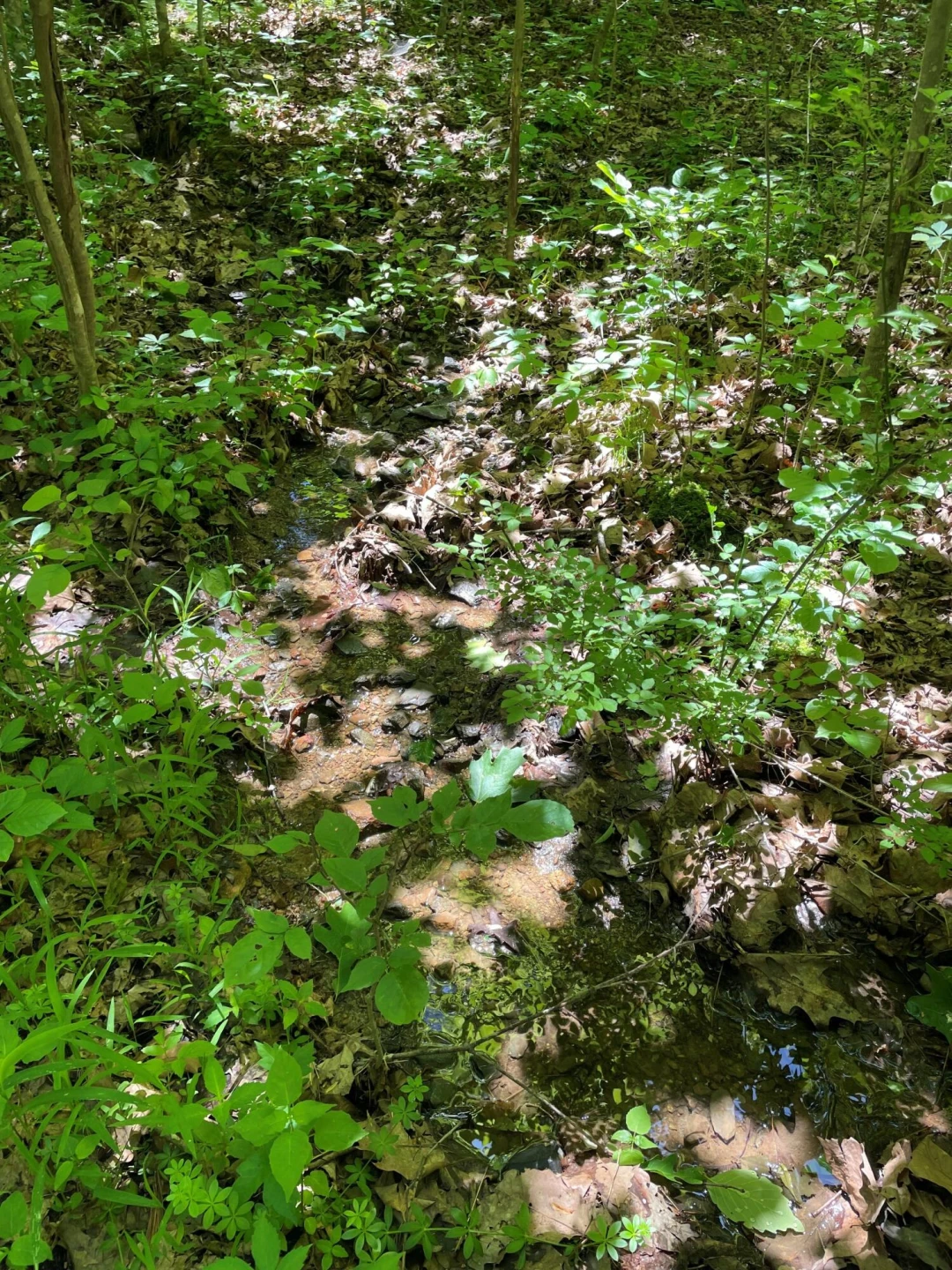 TBD The Knob Rd - Photo 6