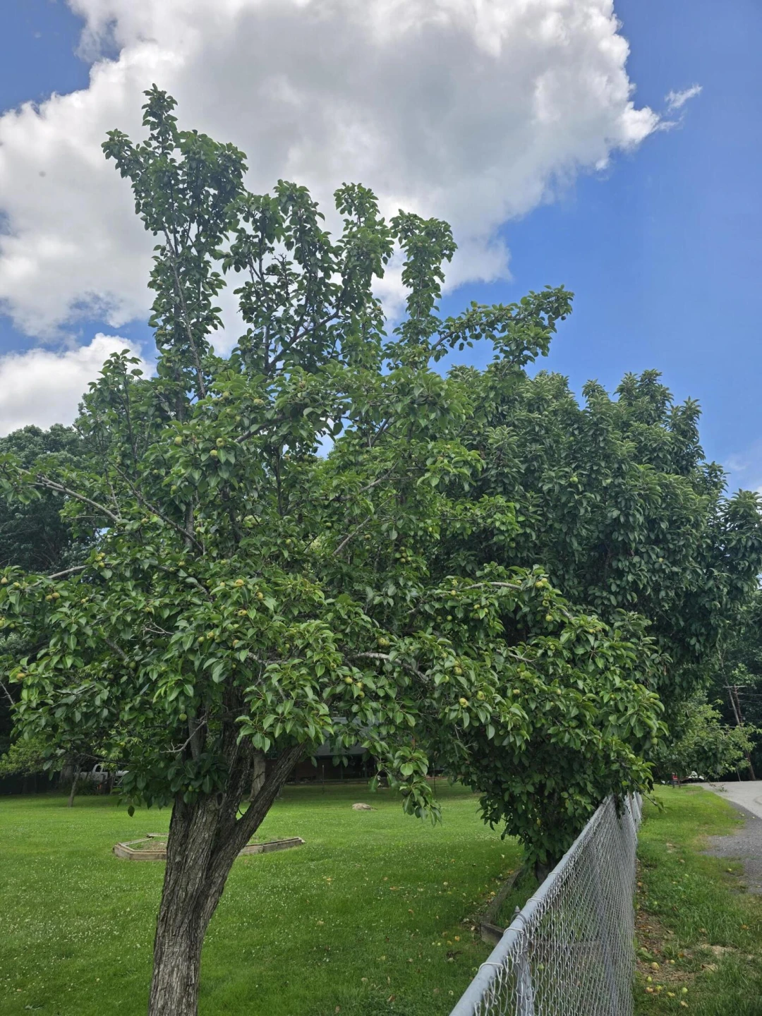 812 Grayson Ave - Photo 18