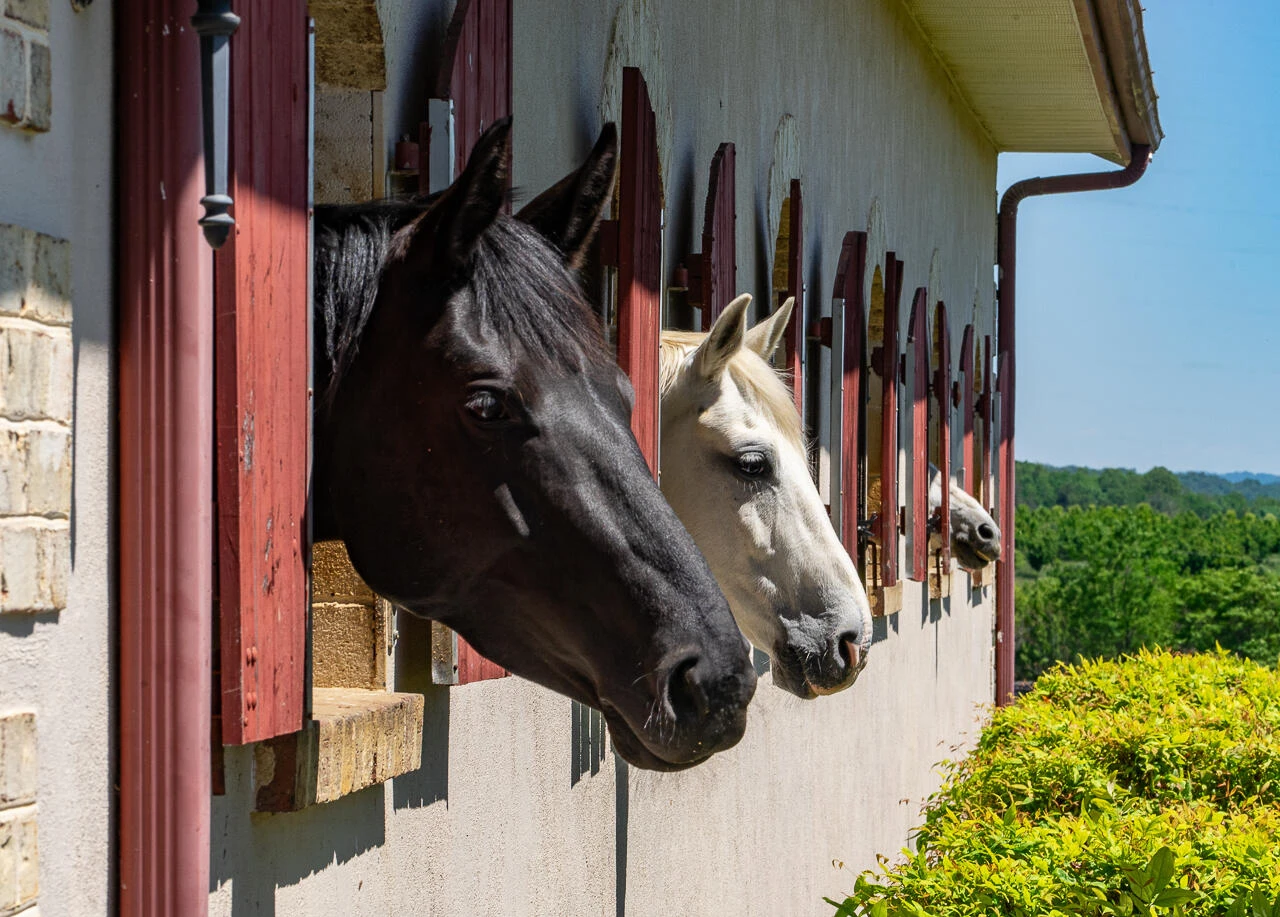100 Equus Lp - Photo 2