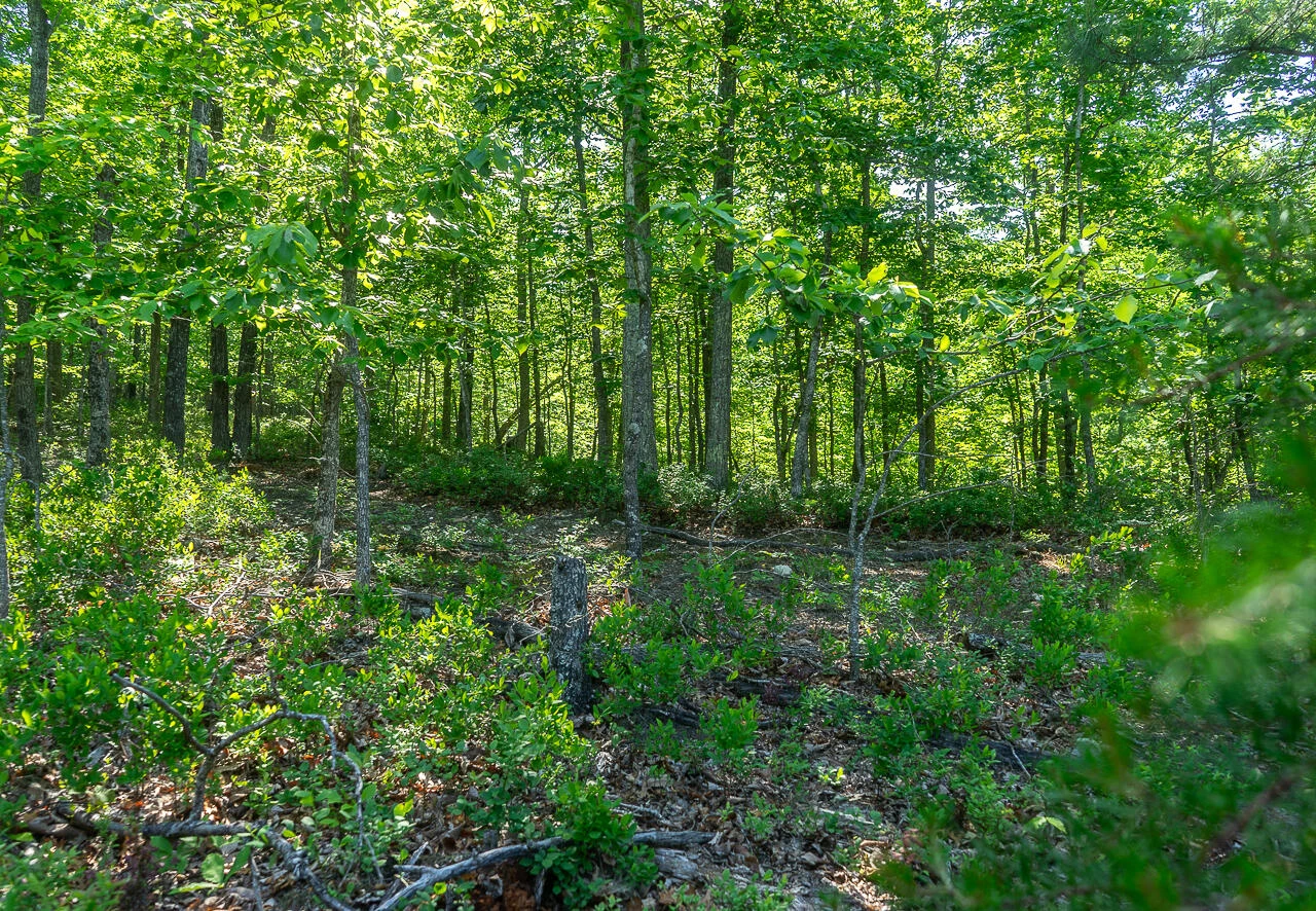 18  Acres Blake Rd - Photo 10
