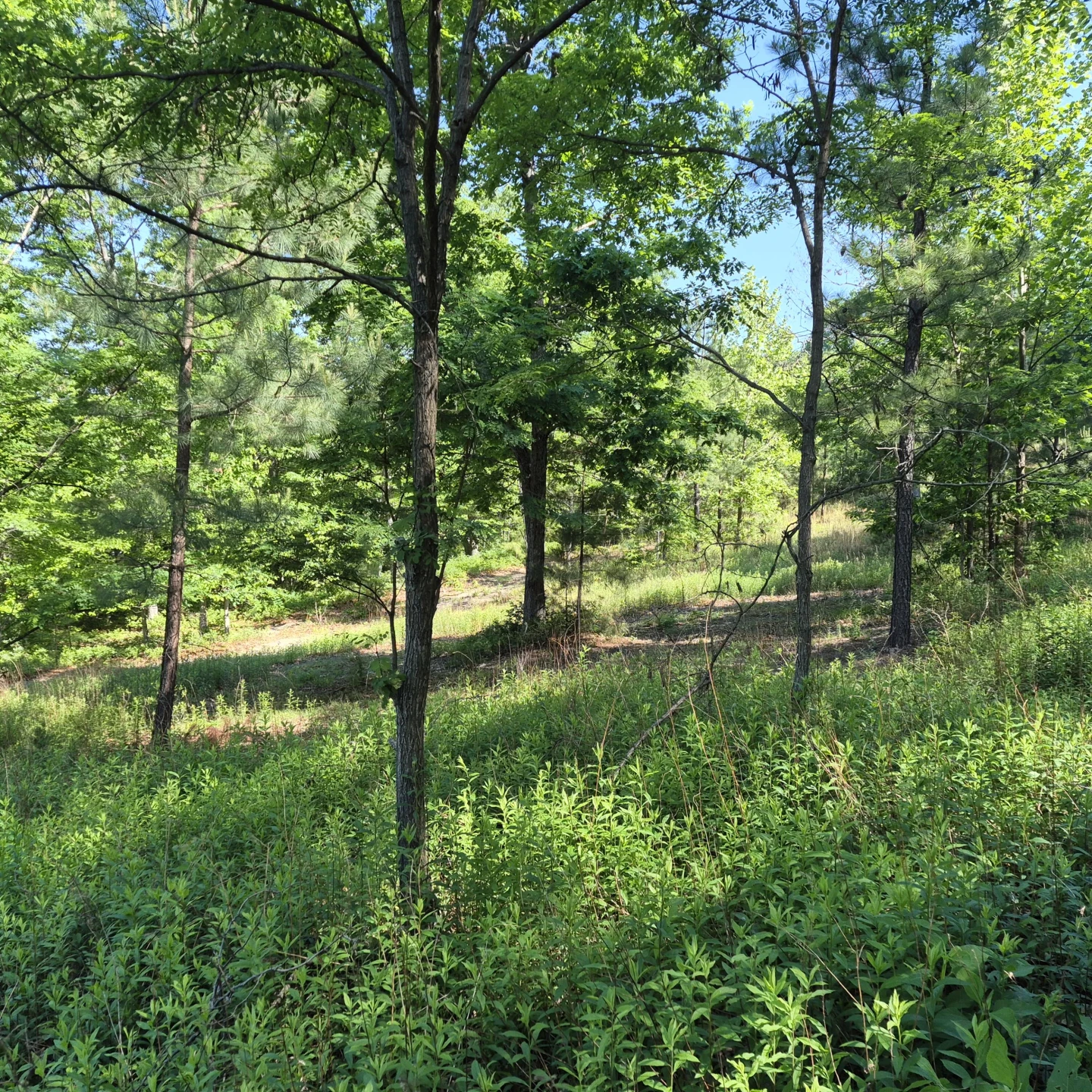 18  Acres Blake Rd - Photo 12