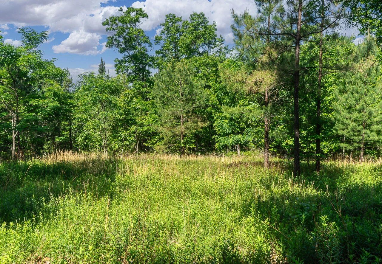 18  Acres Blake Rd - Photo 3