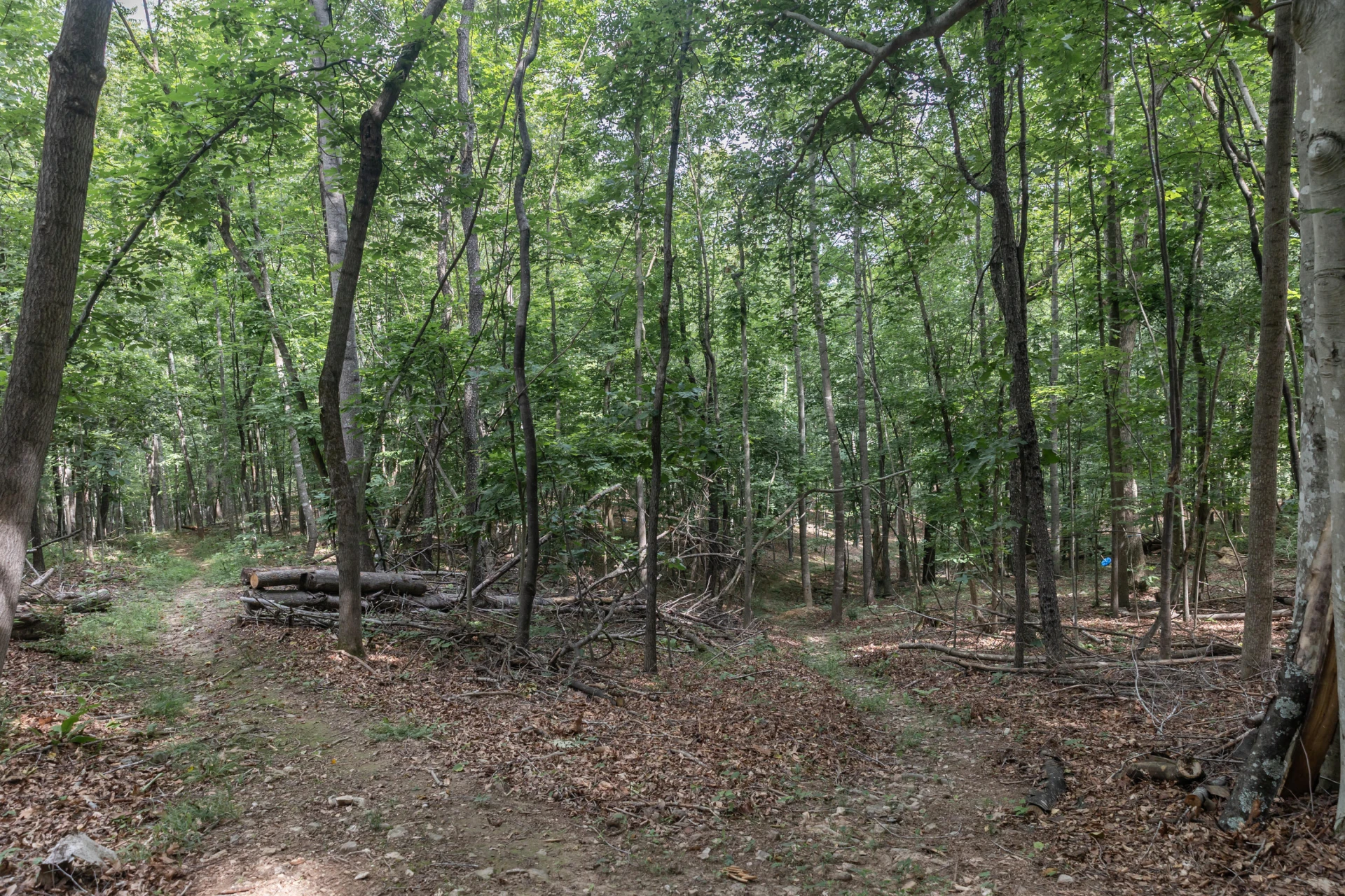 280 Dogwood Rise - Photo 61