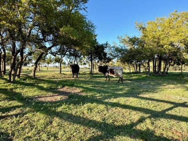 Dripping Springs