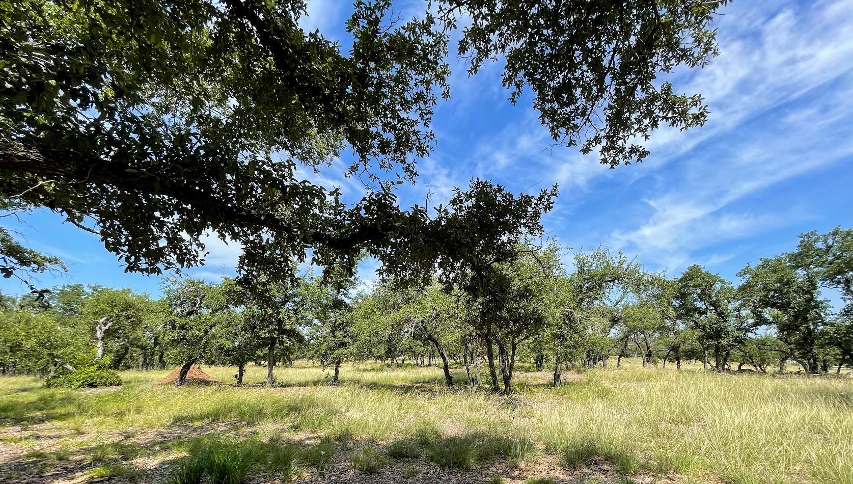 Dripping Springs