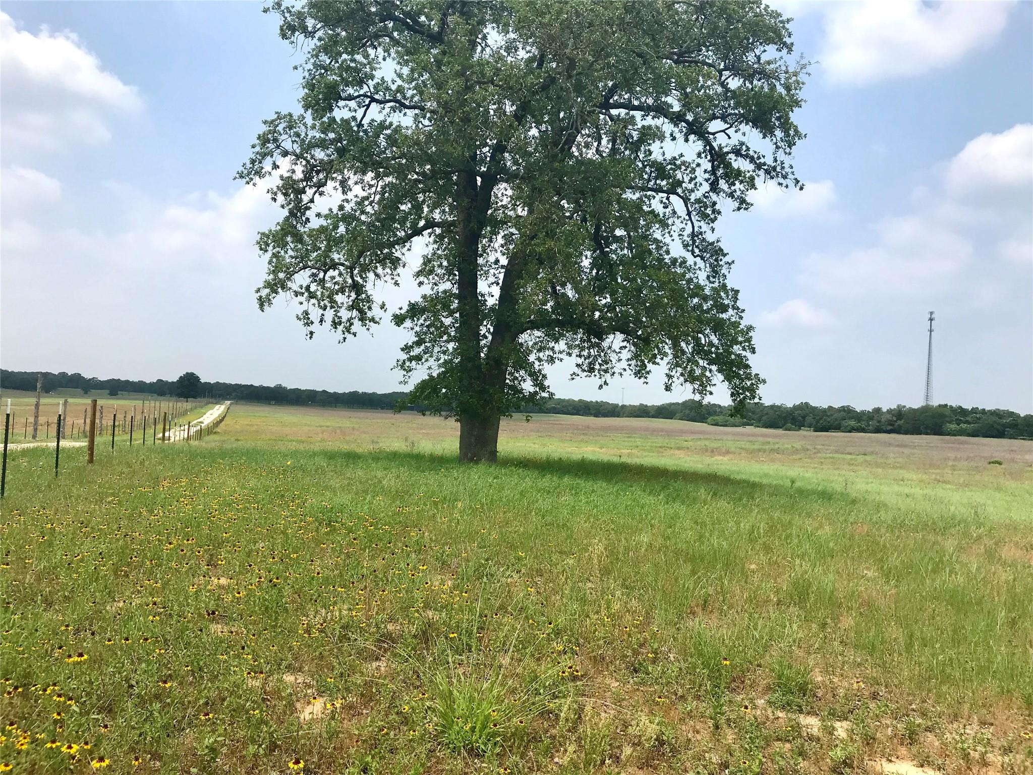 Bastrop