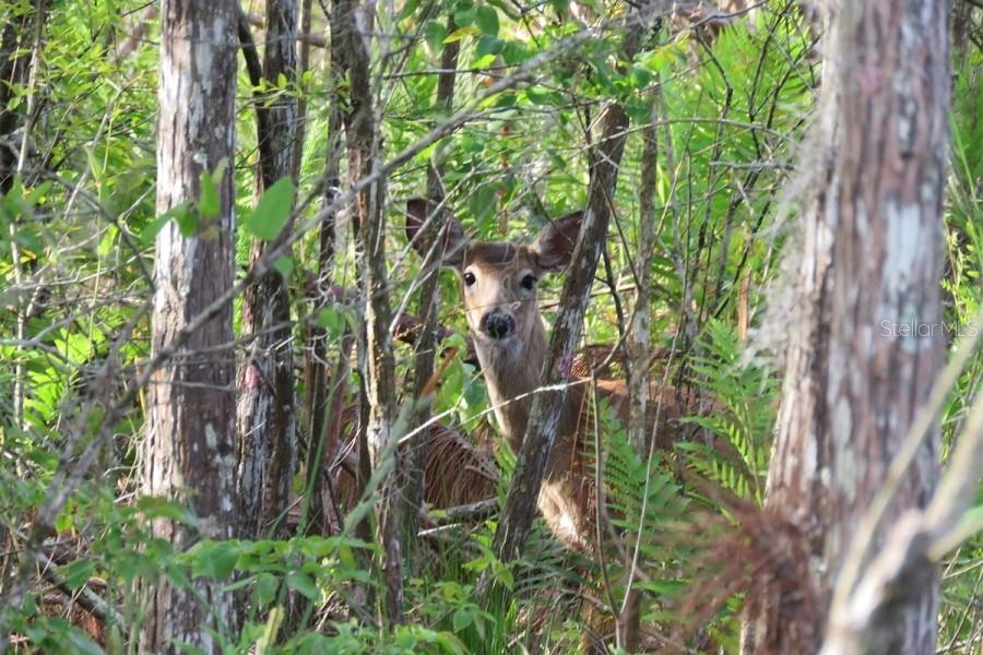 US HWY 19, INGLIS, FL, 34449