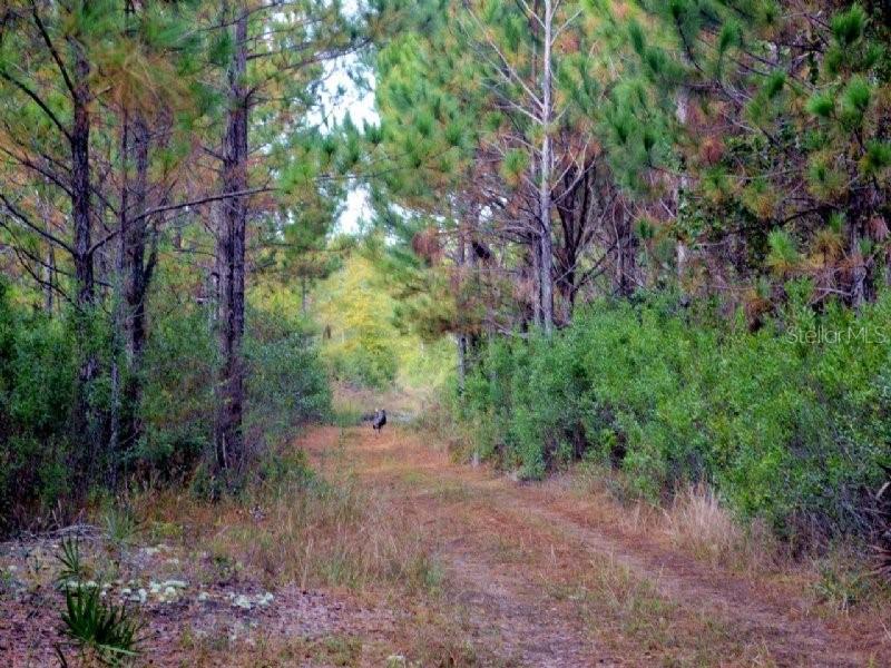 US HWY 19, INGLIS, FL, 34449