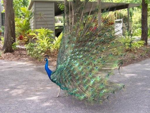 1712 GLENHOUSE DR #GL317, SARASOTA, FL, 34231