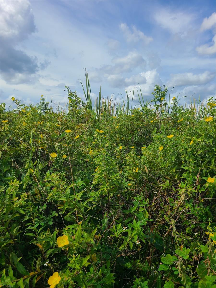 0 R. REAGAN PARKWAY, DAVENPORT, FL, 33896