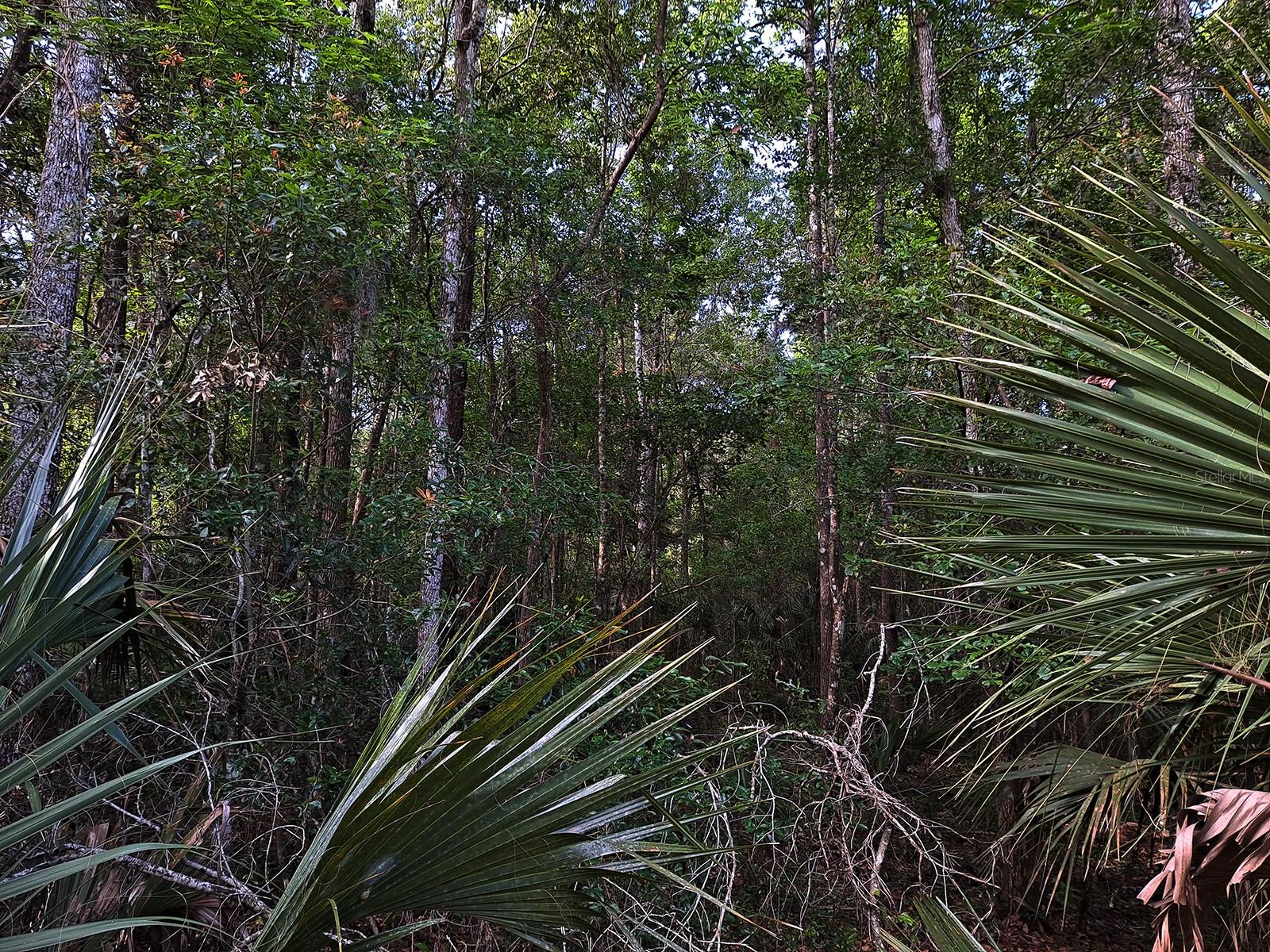 00 TUSCAWILLA RD, MICANOPY, FL, 32667