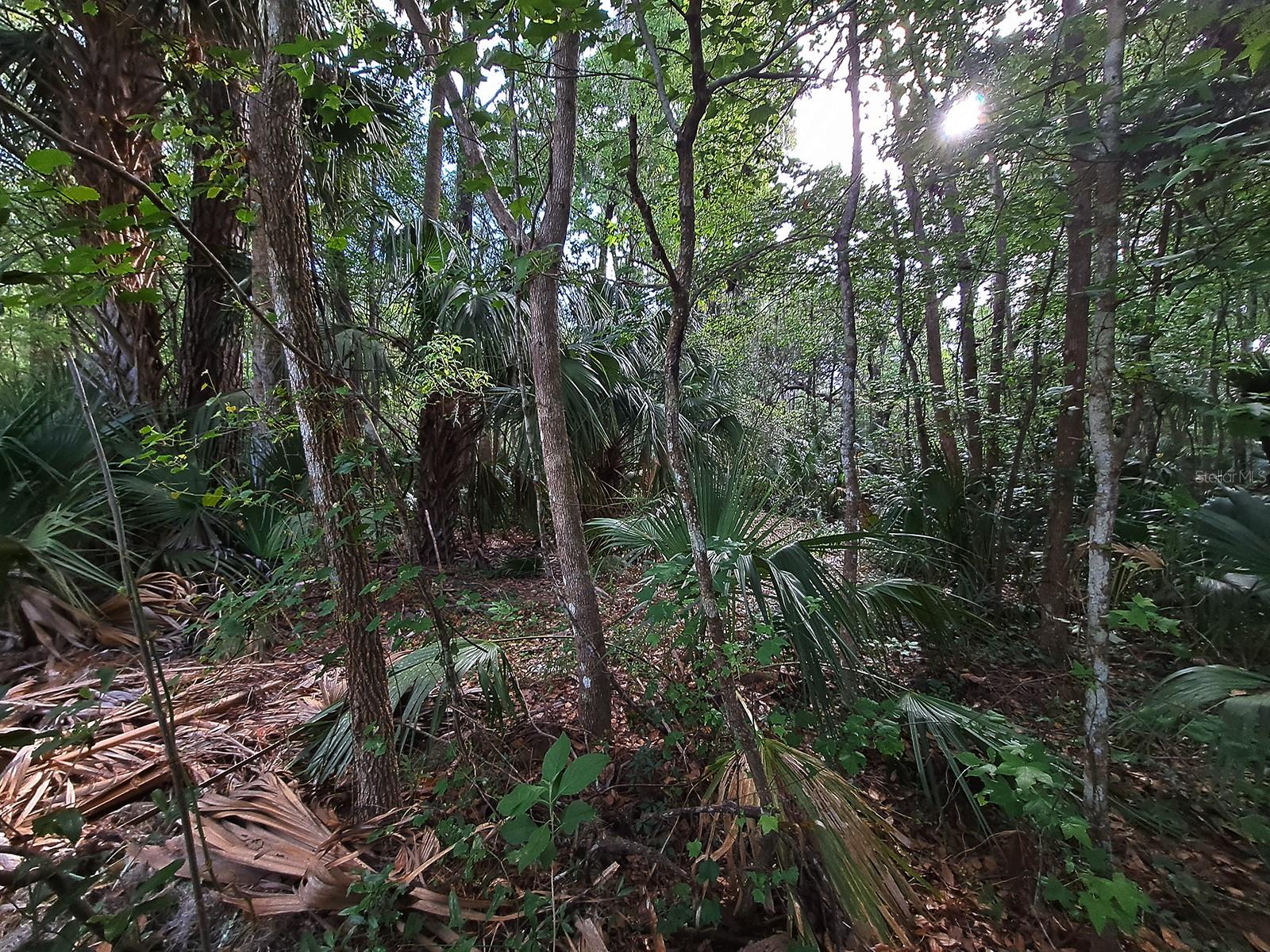 00 TUSCAWILLA RD, MICANOPY, FL, 32667