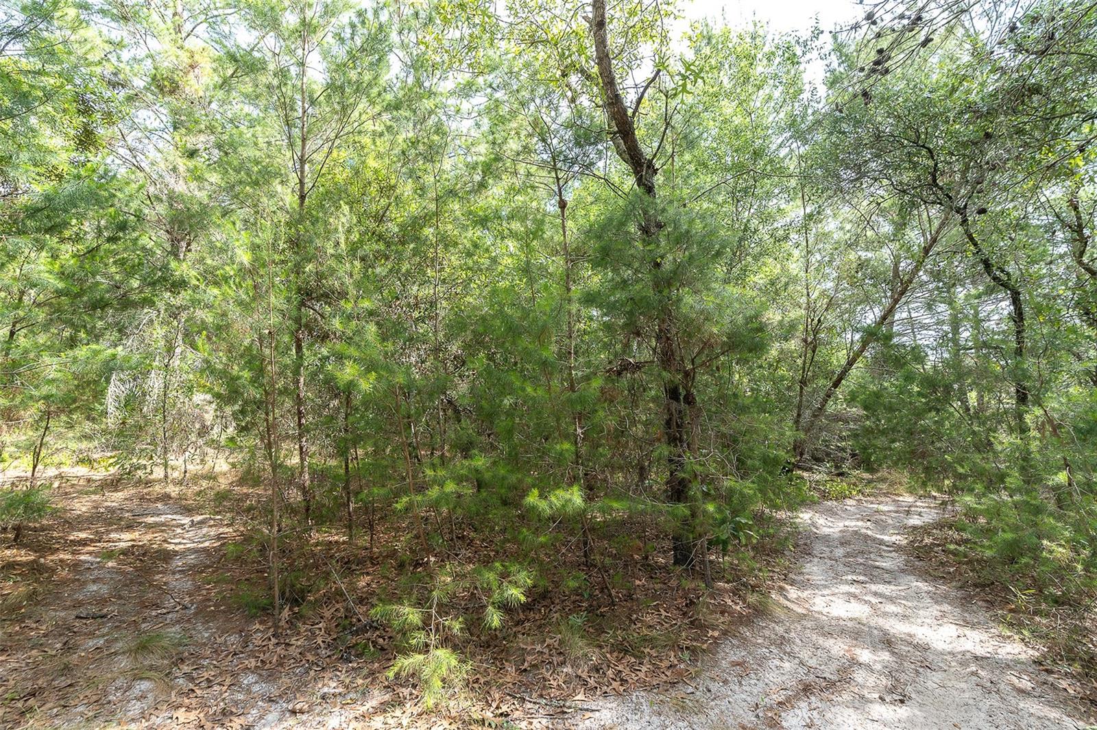 2291 FAYSON LN, SPRING HILL, FL, 34609