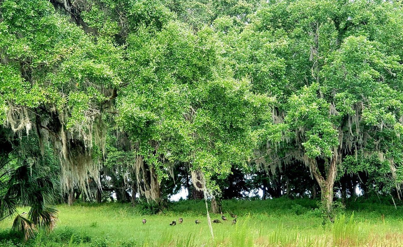 1077 SW 144TH COURT RD, OCALA, FL, 34481