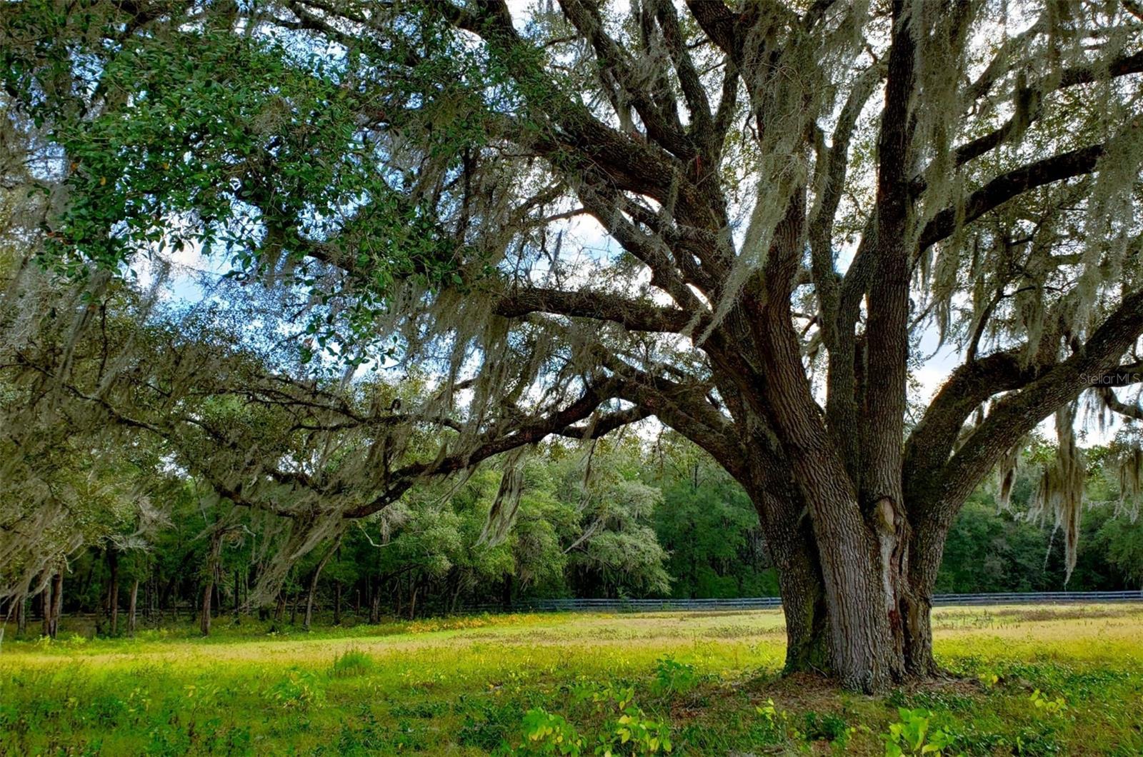 1077 SW 144TH COURT RD, OCALA, FL, 34481