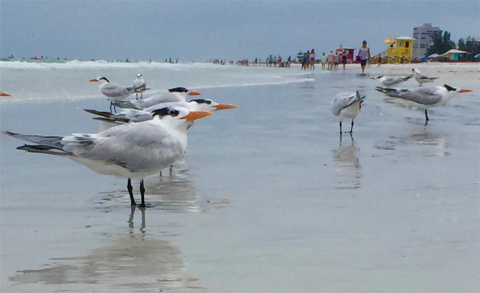 12232 MARSH POINTE RD, SARASOTA, FL, 34238