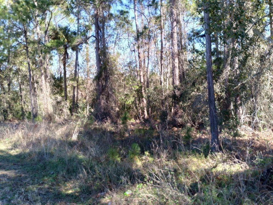 EVANS RD, POLK CITY, FL, 33868