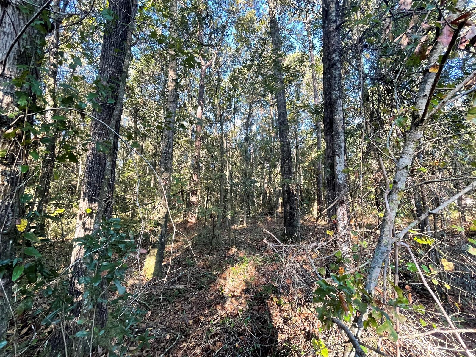 TBD SE 5TH AVE, LAKE BUTLER, FL, 32054