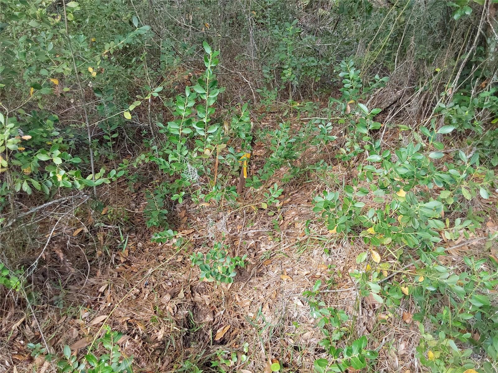 LOT 29 S SHORE DR, LAKE WALES, FL, 33898