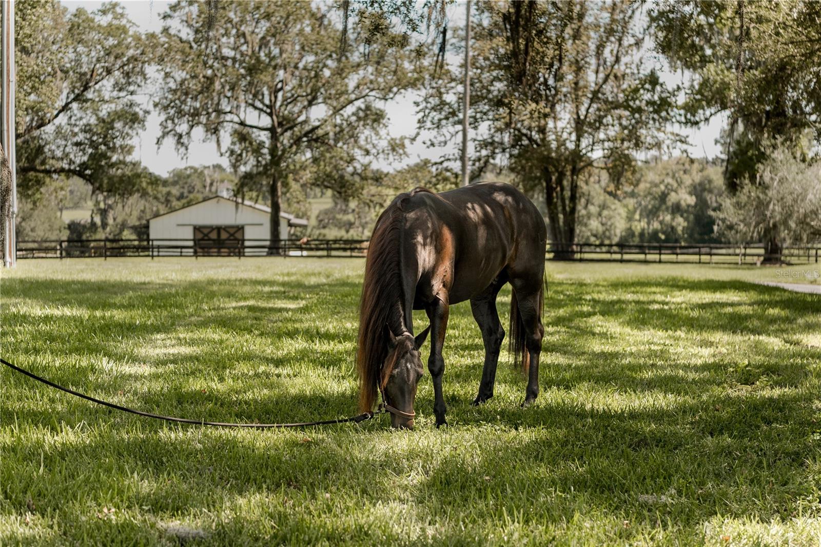 13703 NW HWY 225A, REDDICK, FL, 32686