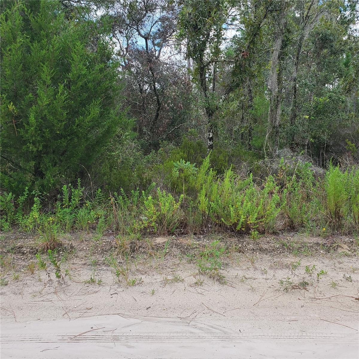 NE 66TH LN, WILLISTON, FL, 32696