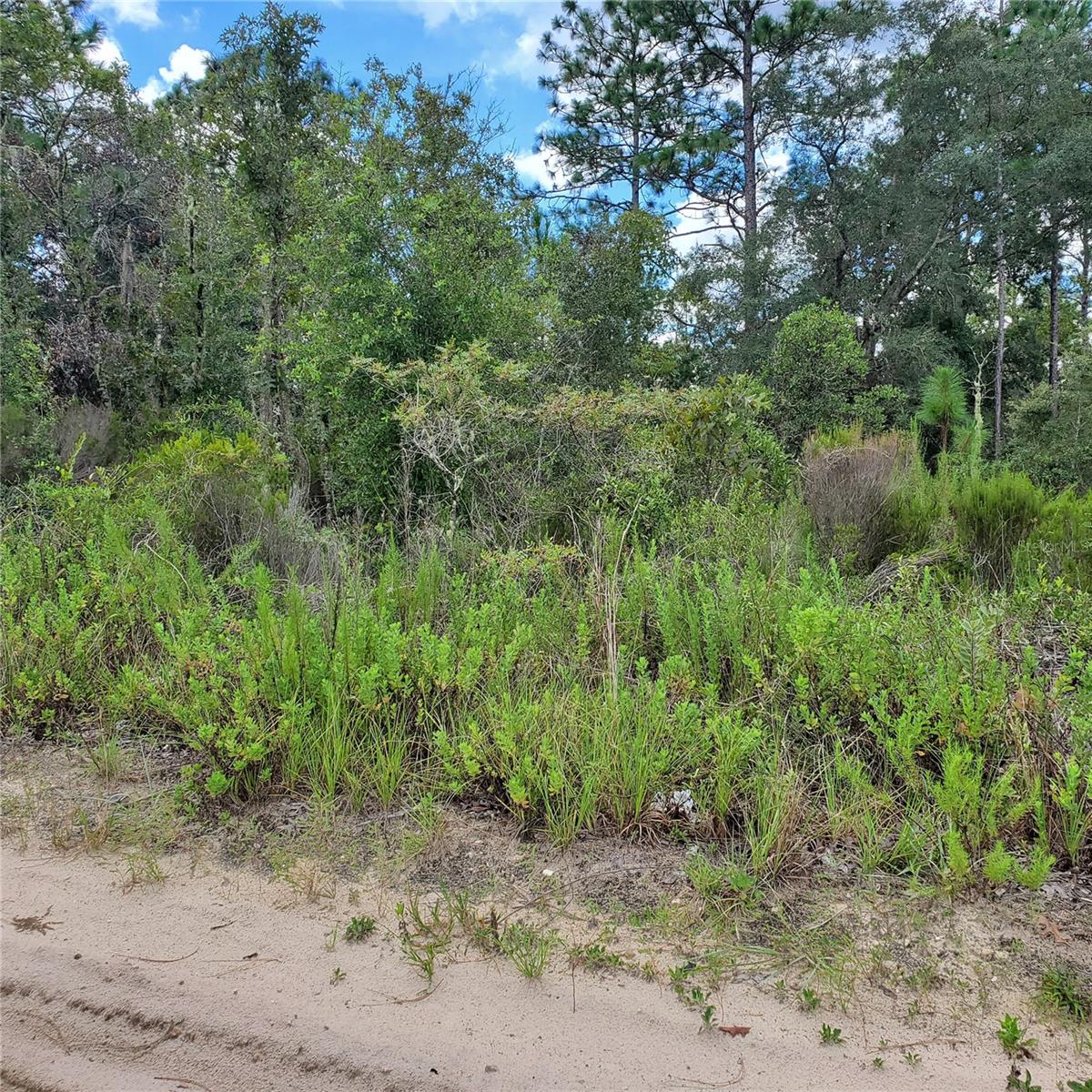 NE 66TH LN, WILLISTON, FL, 32696