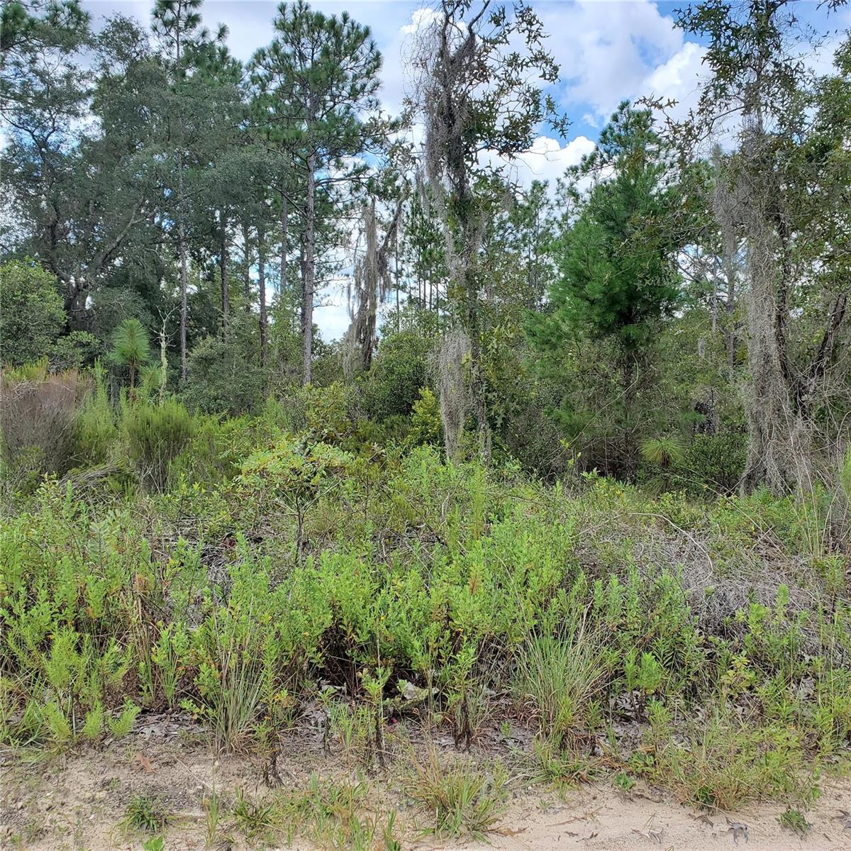 NE 66TH LN, WILLISTON, FL, 32696