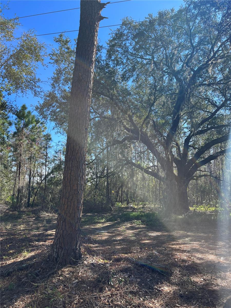 MOUNT PLEASANT RD, GROVELAND, FL, 34736
