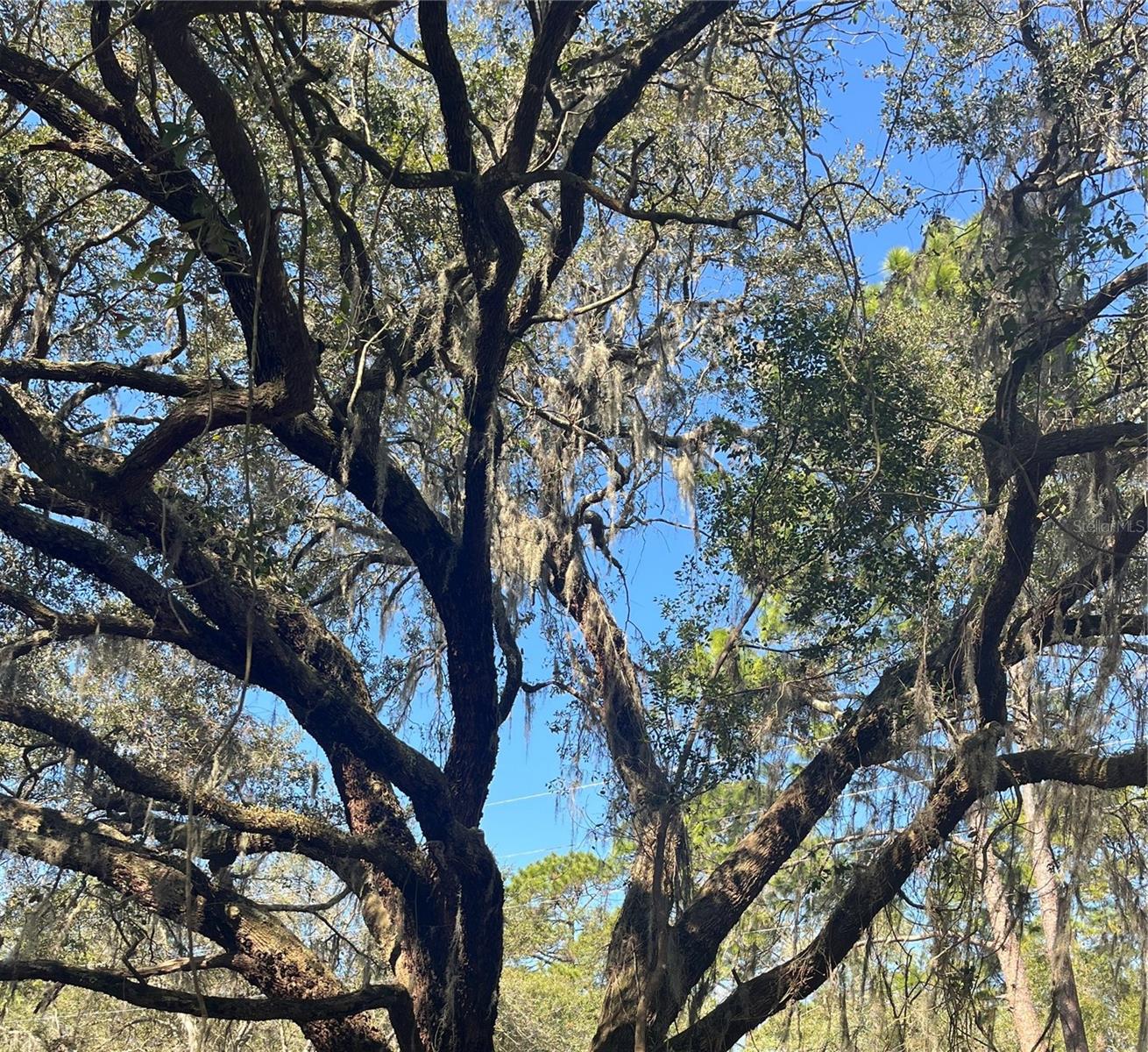 MOUNT PLEASANT RD, GROVELAND, FL, 34736
