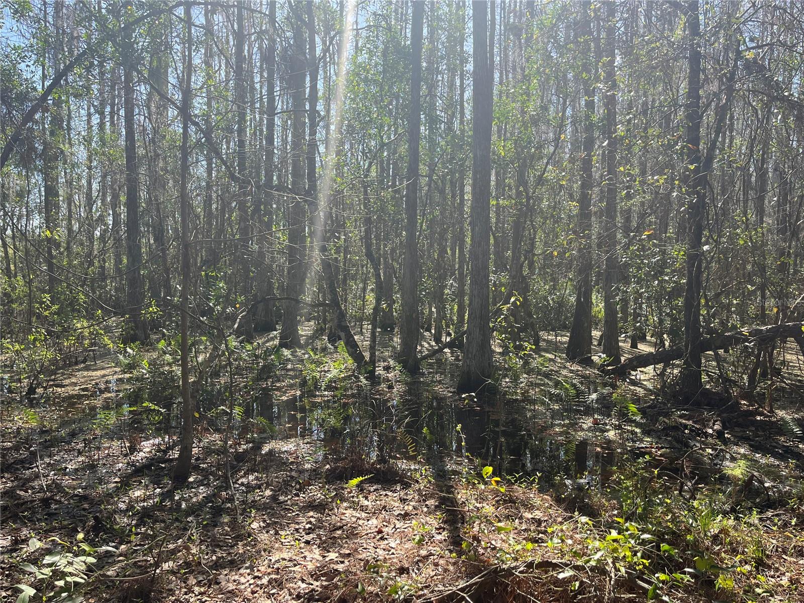 MOUNT PLEASANT RD, GROVELAND, FL, 34736