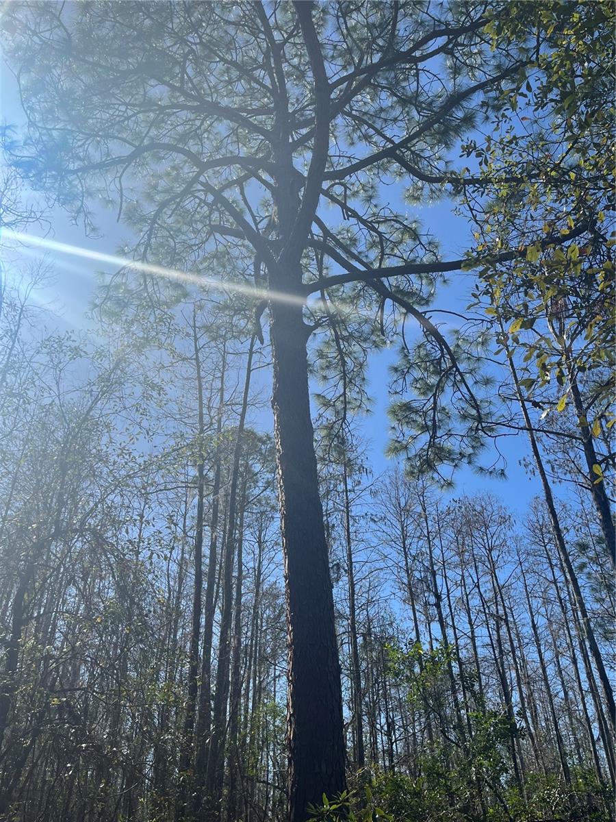 MOUNT PLEASANT RD, GROVELAND, FL, 34736