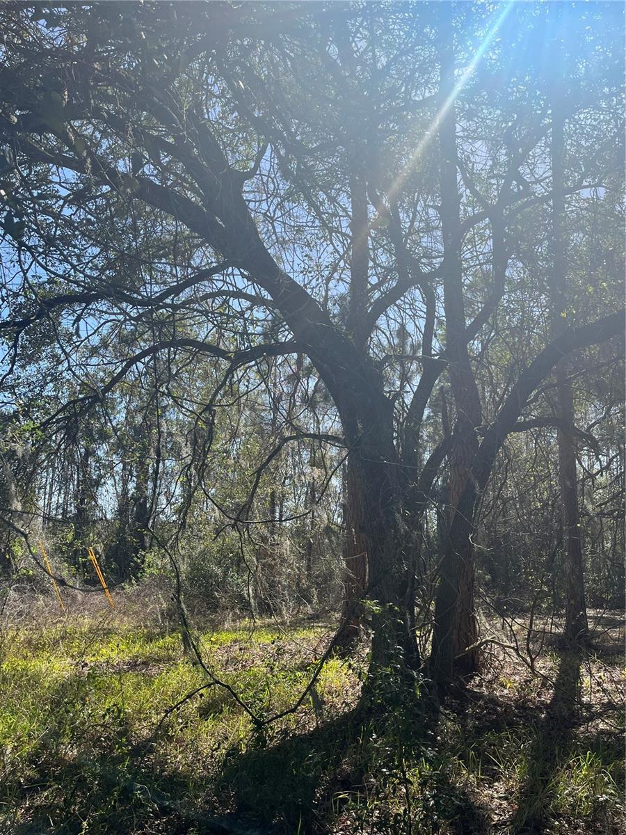 MOUNT PLEASANT RD, GROVELAND, FL, 34736