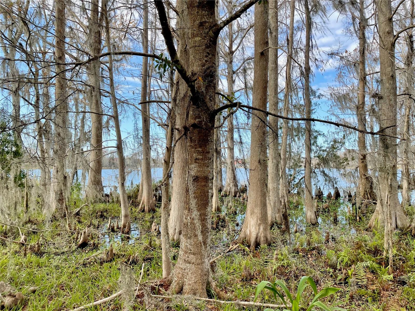 19858 STATE ROAD 52, LAND O LAKES, FL, 34637