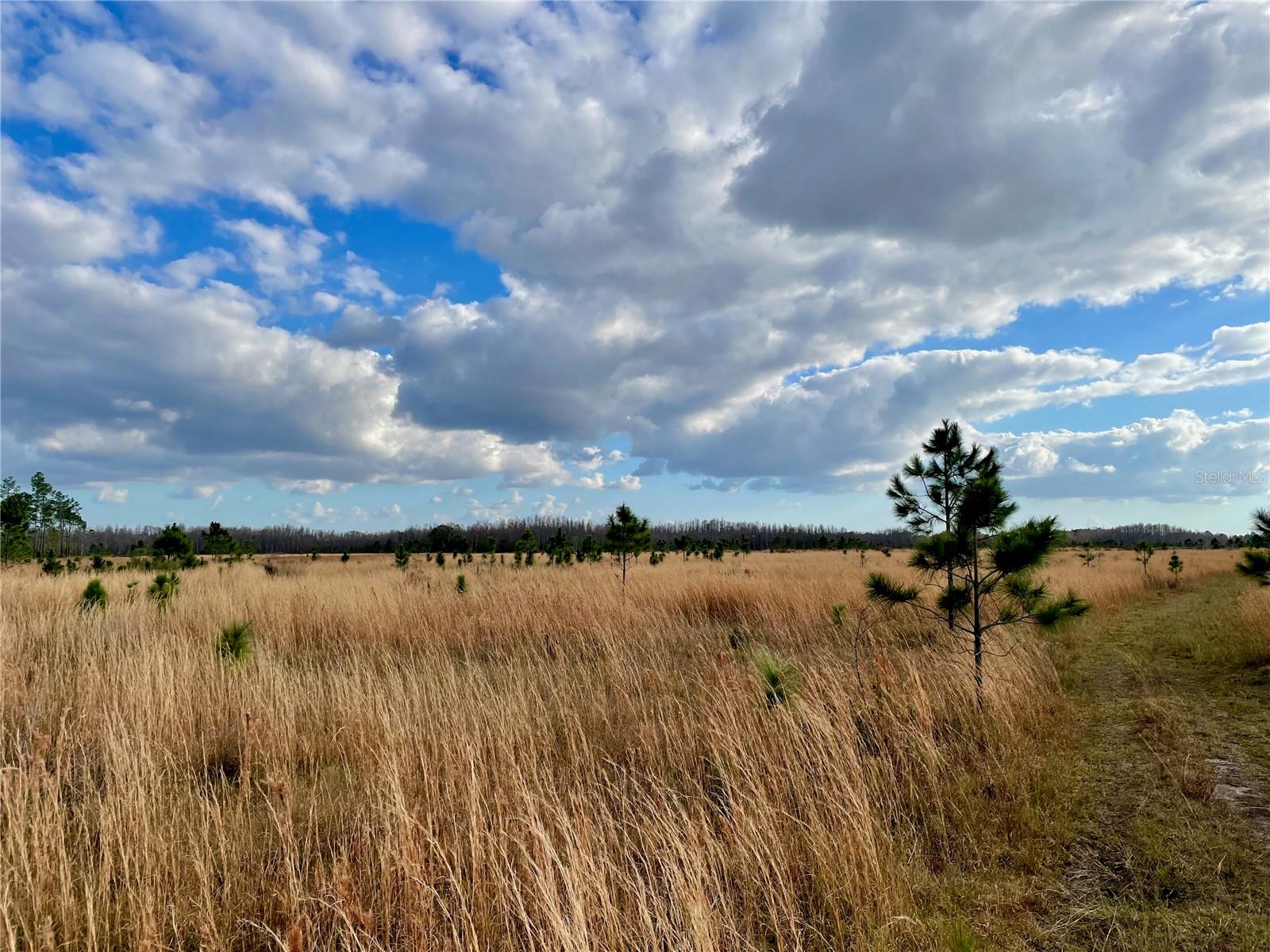 19858 STATE ROAD 52, LAND O LAKES, FL, 34637