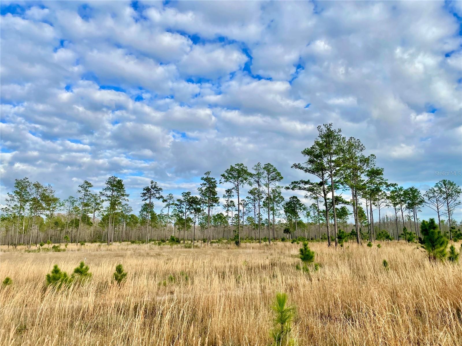 19858 STATE ROAD 52, LAND O LAKES, FL, 34637