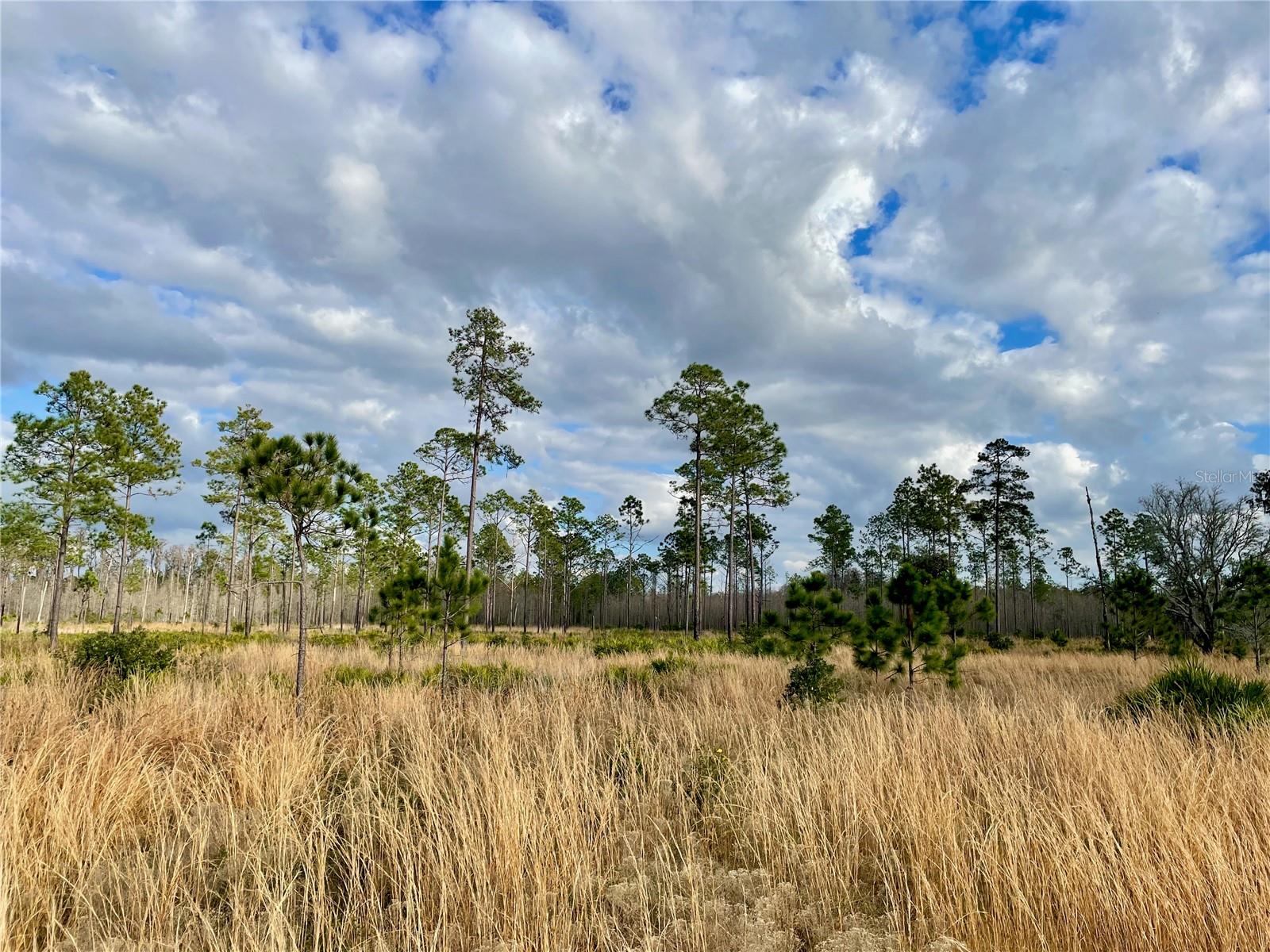19858 STATE ROAD 52, LAND O LAKES, FL, 34637