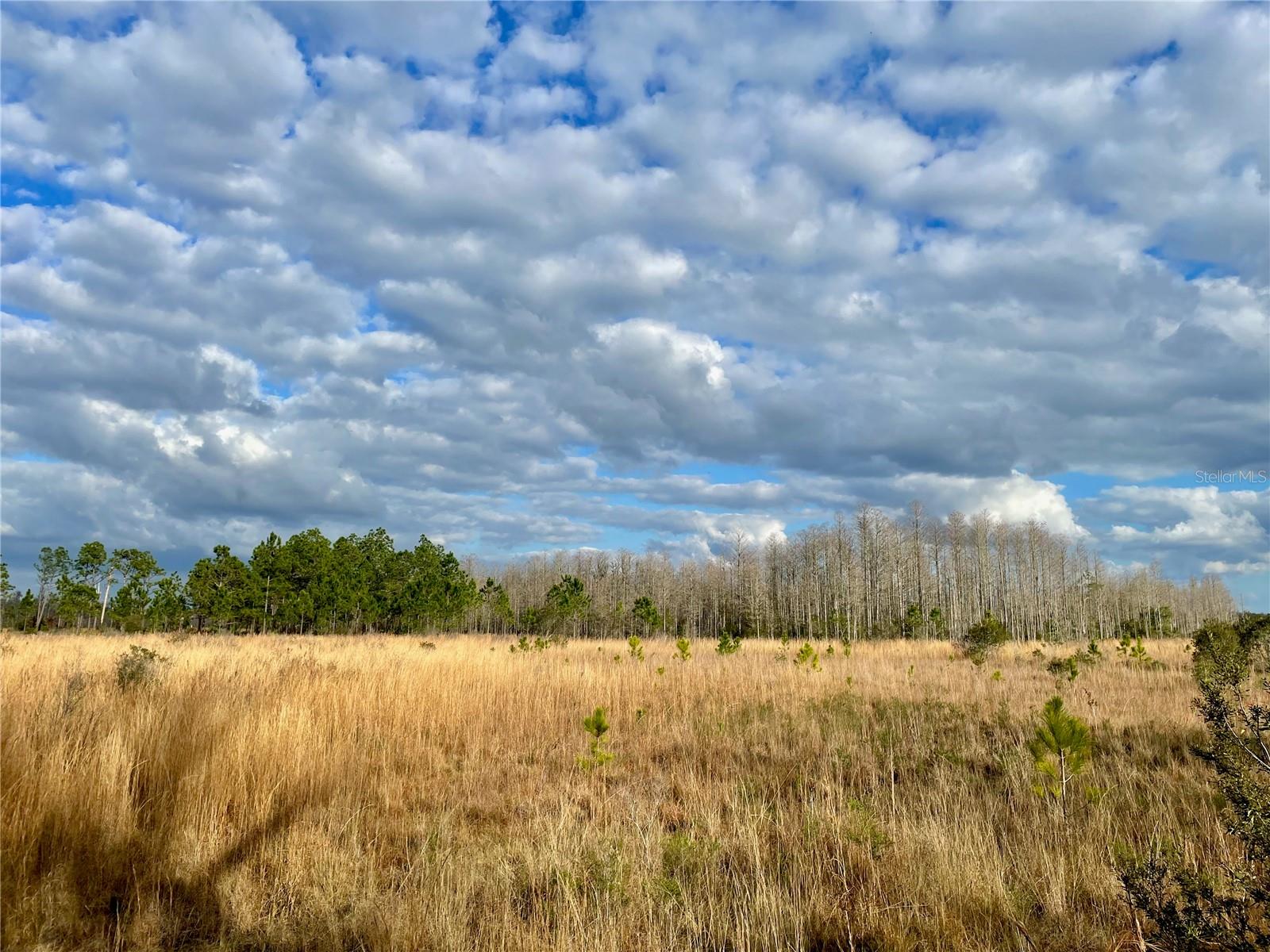 19858 STATE ROAD 52, LAND O LAKES, FL, 34637