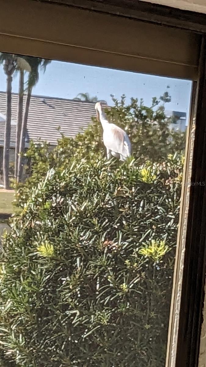 721 PLUMBROOK RD, SUN CITY CENTER, FL, 33573