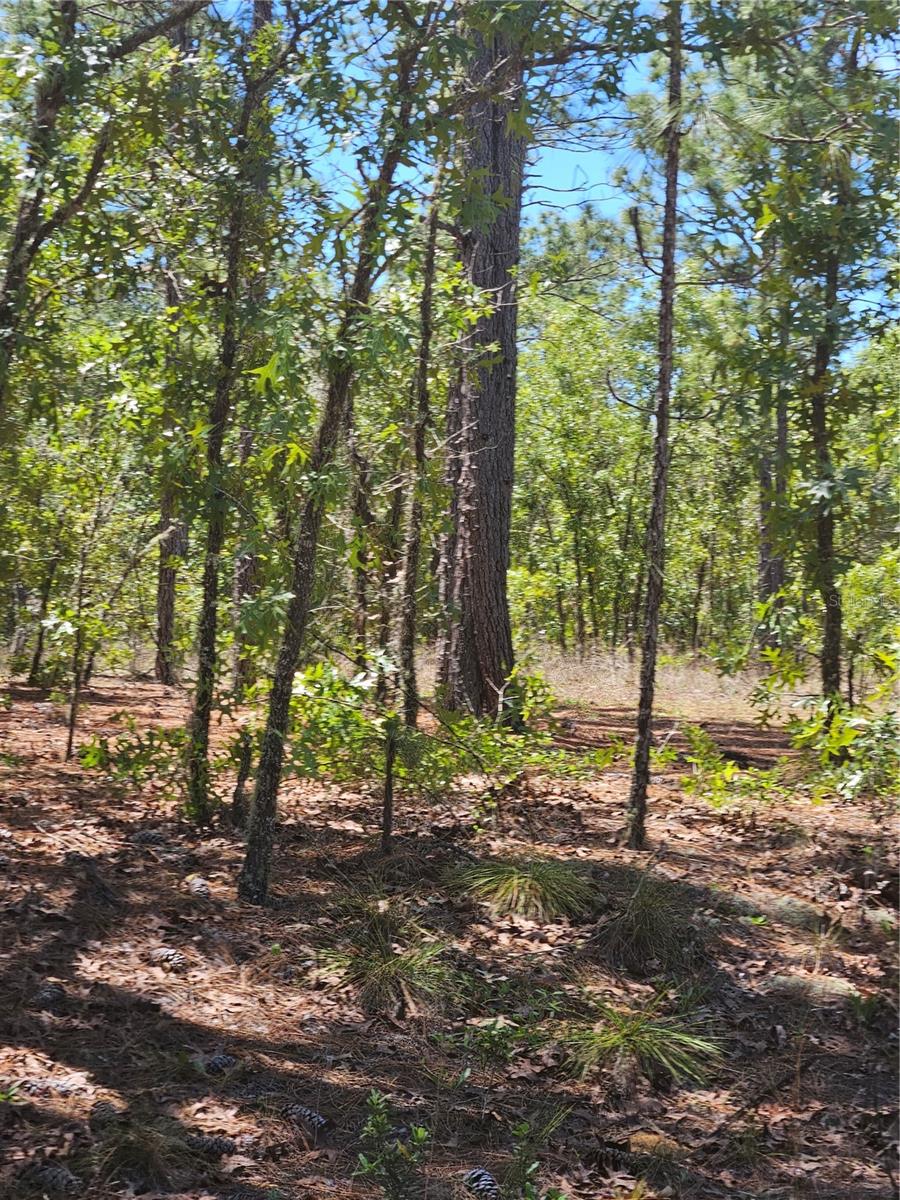 844 E JINNITA ST, HERNANDO, FL, 34442