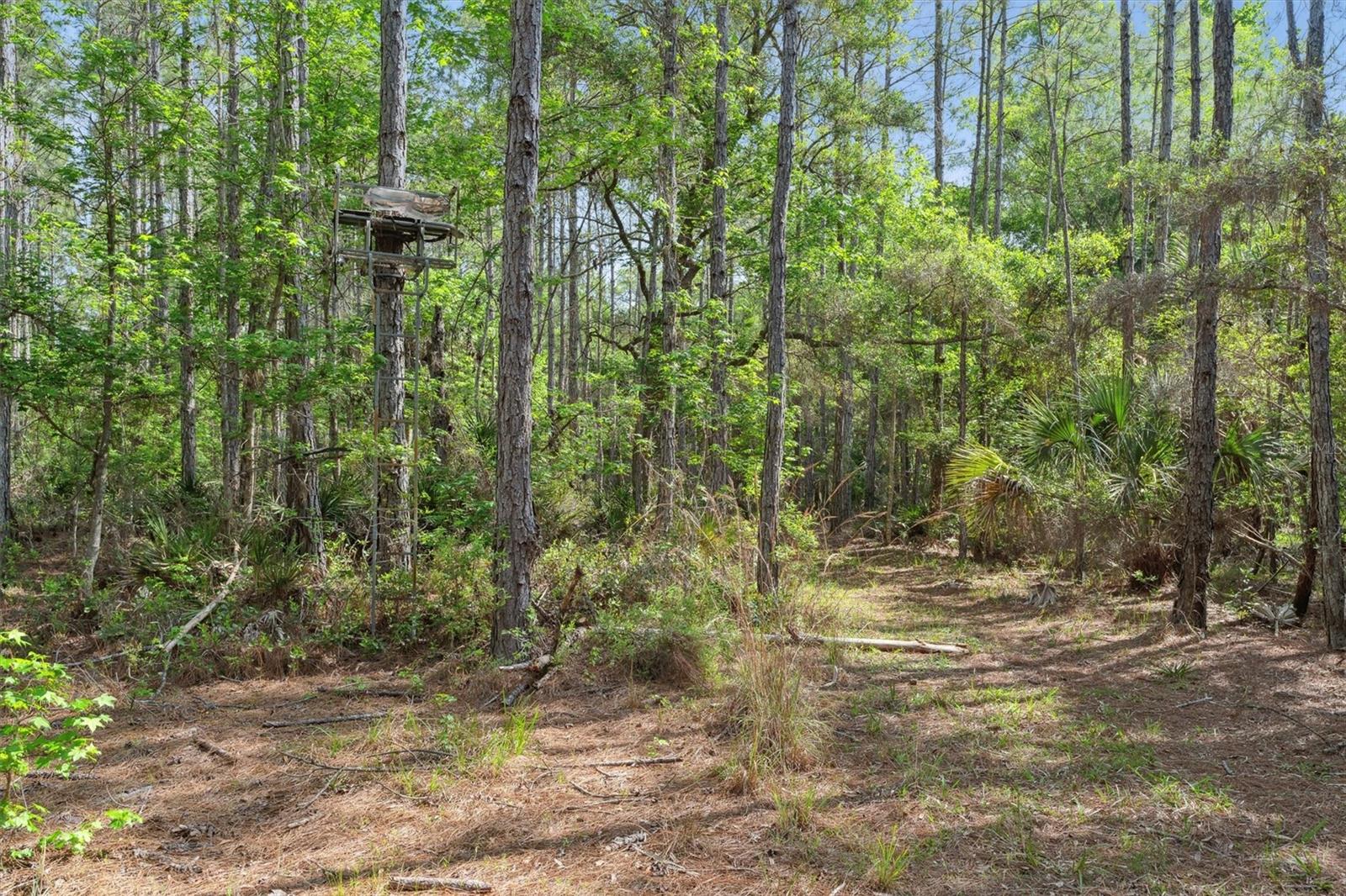 0000 SW MOODY GRADE, CHIEFLAND, FL, 32626