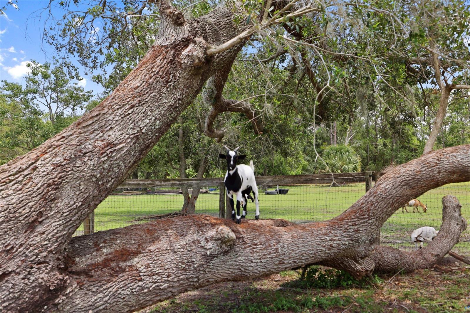 15871 COUNTY ROAD 675, PARRISH, FL, 34219